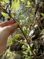 Lysimachia hillebrandii