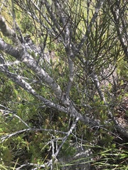 Acacia triptycha