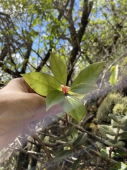 Lysimachia hillebrandii