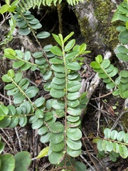 Phyllanthus distichus