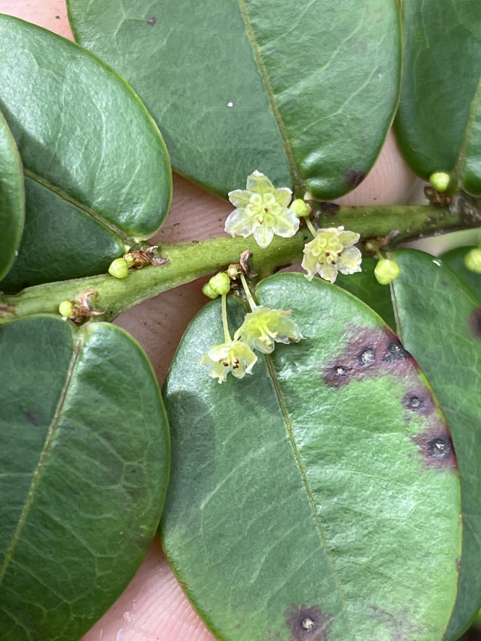 Phyllanthus distichus