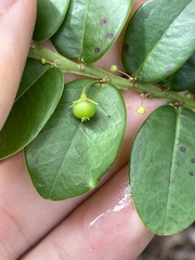 Phyllanthus distichus