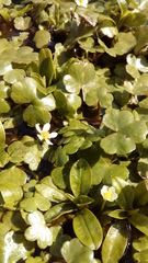 Ranunculus omiophyllus