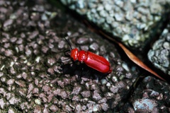 Synhoria maxillosa