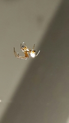 Argyrodes antipodianus