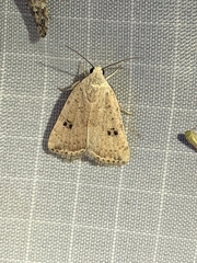 Micrathetis