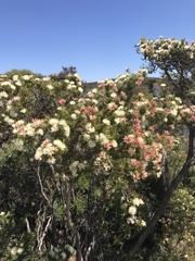 Melaleuca urceolaris