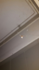 Argyrodes antipodianus