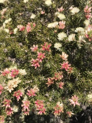 Melaleuca urceolaris