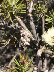 Melaleuca urceolaris