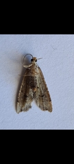 Diplopseustis
