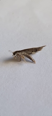 Diplopseustis