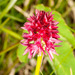 Red Vanilla Orchid - Photo (c) Drepanostoma, some rights reserved (CC BY-NC), uploaded by Drepanostoma