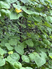 Cercis canadensis