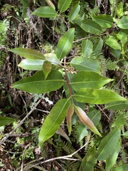 Sapindus oahuensis