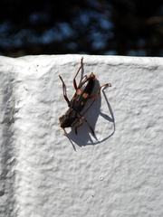 Phoracantha punctata