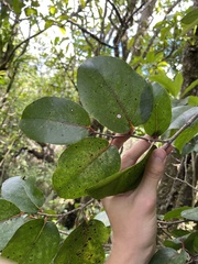 Xylosma hawaiensis