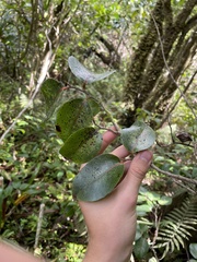 Xylosma hawaiensis