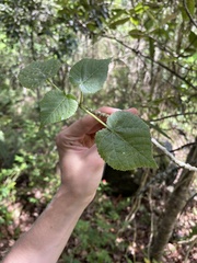 Urera kaalae
