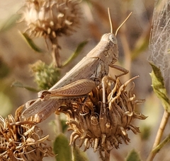 Melanoplus complanatipes