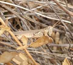Melanoplus complanatipes
