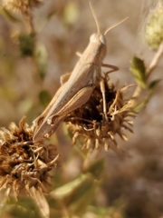 Melanoplus complanatipes
