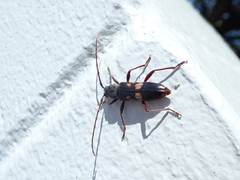 Phoracantha punctata