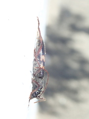 Phoracantha punctata