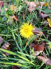 Taraxacum officinale