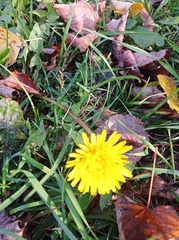 Taraxacum officinale