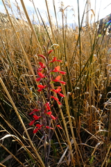 Gladiolus splendens