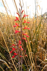 Gladiolus splendens