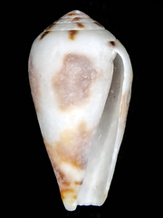 Conus coffeae