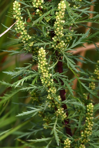 Artemisia biennis