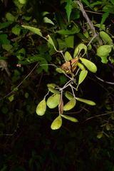 Pristimera celastroides