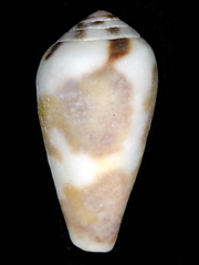 Conus coffeae