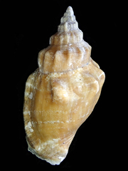 Canarium labiatum