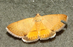 Plecopterodes moderata