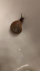 Zachrysia provisoria