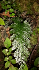 Abrodictyum elongatum