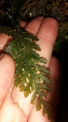 Abrodictyum elongatum