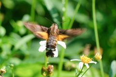 Macroglossum divergens