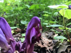 Lathraea clandestina