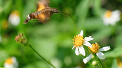 Macroglossum divergens