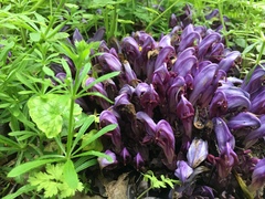 Lathraea clandestina