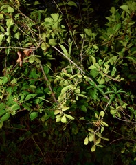 Pristimera celastroides