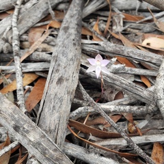 Thelymitra alcockiae