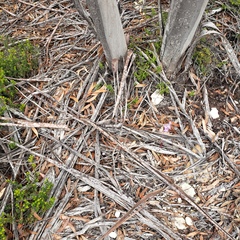 Thelymitra alcockiae
