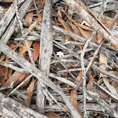 Thelymitra alcockiae