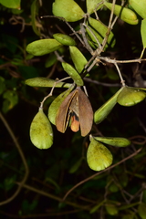 Pristimera celastroides